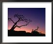 Burmis Tree At Crowsnest Pass, Canada by Rick Rudnicki Limited Edition Print