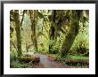 Hall Of Mosses And Trail, Big Leaf Maple Trees And Oregon Selaginella Moss, Hoh Rain Forest by Jamie & Judy Wild Limited Edition Pricing Art Print