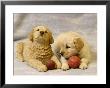 Labrador Retriever Puppies Playing With Toys by Frank Siteman Limited Edition Pricing Art Print