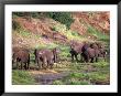 African Elephants, Tanzania by Robert Franz Limited Edition Print