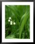 Lily-Of-The-Valley, Convallaria Majalis by Bob Gibbons Limited Edition Pricing Art Print