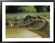 A Spectacled Caiman In Venezuela by Ed George Limited Edition Pricing Art Print