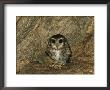 A Cuban Screech Owl, Gymnoglaux Lawrencii, Standing Against A Rock by Steve Winter Limited Edition Print