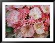 Close View Of Blossoming Mountain Laurel by Darlyne A. Murawski Limited Edition Print