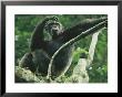 A Male Chimpanzee Dubbed Cole Lounges In The Branches Of A Tree by Michael Nichols Limited Edition Pricing Art Print