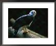 Harpy Eagle (Harpia Harpyja) by Joel Sartore Limited Edition Pricing Art Print