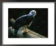 Harpy Eagle (Harpia Harpyja) by Joel Sartore Limited Edition Print