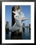 A Herring Gull Flies Among Weathered Pilings by George Grall Limited Edition Print