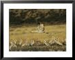 Sandhill Crane Flying Past Others Standing Around Water by Marc Moritsch Limited Edition Print