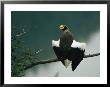 Rear View Of A Stellers Sea Eagle Perched On The Branch Of A Tree by Klaus Nigge Limited Edition Print