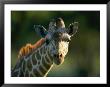 Portrait Of A Reticulated Giraffe by Joel Sartore Limited Edition Print