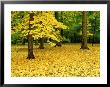 Maple Leaves And Trees In Fall Colour At Funks Grove, Il by Willard Clay Limited Edition Pricing Art Print
