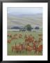 Deer Farming, Canterbury Plains, New Zealand by Bruce Clarke Limited Edition Pricing Art Print