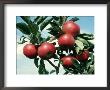 Apples, Malus Domestica, Kingston Bagpuize by Graham Wren Limited Edition Pricing Art Print