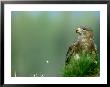 Buzzard, Strathspey, Uk by Mark Hamblin Limited Edition Print