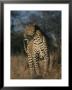 Full Grown Leopard by Kim Wolhuter Limited Edition Print