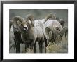 A Group Of Bighorn Sheep Rams by Tom Murphy Limited Edition Print