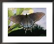 Tiger Swallowtail Butterfly Displaying Its Dark Phase by George Grall Limited Edition Pricing Art Print