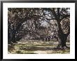 Moss Growing On Versailles Oak Trees by Joseph Baylor Roberts Limited Edition Print