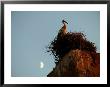 Stork On The Walls Of The Palais El Badi, Marrakesh, Morocco by Doug Mckinlay Limited Edition Pricing Art Print