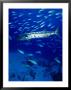 A Barracuda In Natural Habitat, Virgin Islands (Uk) by Greg Johnston Limited Edition Print