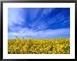 A Field Of Rape Crop, Northern Victoria, Australia by Phil Weymouth Limited Edition Pricing Art Print