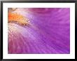 Iris Vague L'aime, Close-Up Of Purple Flower by Lynn Keddie Limited Edition Print