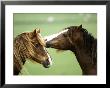 Horse, Two Grooming, Scotland by Keith Ringland Limited Edition Print