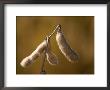 Soybeans Near Grand Island, Nebraska by Joel Sartore Limited Edition Print