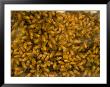 Bees Swarm Around Honeycomb At The Nebraska State Fair by Joel Sartore Limited Edition Print