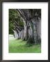 Beech Trees At Badbury Rings, Uk by David Clapp Limited Edition Print