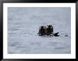 A Pair Of Sea Otters Floating In The Waters Off Adak Island by Joel Sartore Limited Edition Print