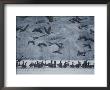 Canada Geese Gather In A Snowy Field In Tennessee by Karen Kasmauski Limited Edition Print