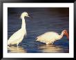 Snowy Egret And Ibis, Ding Darling National Wildlife Refuge, Florida, Usa by Charles Sleicher Limited Edition Print