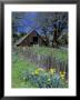 Fence, Barn And Daffodils, Northern California, Usa by Darrell Gulin Limited Edition Print