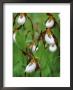 Lady Slippers In The Flathead National Forest, Montana, Usa by Chuck Haney Limited Edition Print