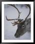 Close View Of A Caribous Head by Kenneth Garrett Limited Edition Print