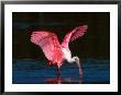 Roseate Spoonbill, Ding Darling National Wildlife Refuge, Sanibel Island, Florida, Usa by Charles Sleicher Limited Edition Print