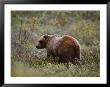 A Young Grizzly Bear by Paul Nicklen Limited Edition Print