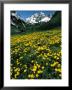 Field Of Yellow Flowers With Mountains by Fred Luhman Limited Edition Pricing Art Print
