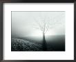 Sunlight Shining Behind Lone Tree by Jan Lakey Limited Edition Print