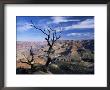 Dead Tree And View Of Canyon From The South Rim At Hopi Point, Arizona, Usa by Ruth Tomlinson Limited Edition Print