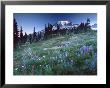 Landscape With Wild Flowers, Mount Rainier National Park, Washington State by Colin Brynn Limited Edition Print
