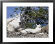 Mother And Baby Mountain Goats In Glacier National Park, Montana, Usa by Diane Johnson Limited Edition Print