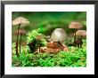 Small Toad Surrounded By Mushrooms, Jasmund National Park, Island Of Ruegen, Germany by Christian Ziegler Limited Edition Print
