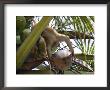 A Trained Monkey Picks Coconuts On Koh Samui, Thailand, Southeast Asia by Andrew Mcconnell Limited Edition Pricing Art Print