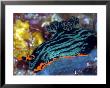 Nembrotha Kubaryana, Indonesia by Mark Webster Limited Edition Pricing Art Print