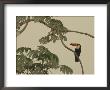 Toco Toucan Fledgling At The Fazenda Barranco Alto by Nicole Duplaix Limited Edition Pricing Art Print