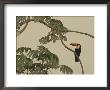 Toco Toucan Fledgling At The Fazenda Barranco Alto by Nicole Duplaix Limited Edition Print