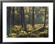 Abernethy Forest Rspb Reserve, Scotland by Mark Hamblin Limited Edition Print